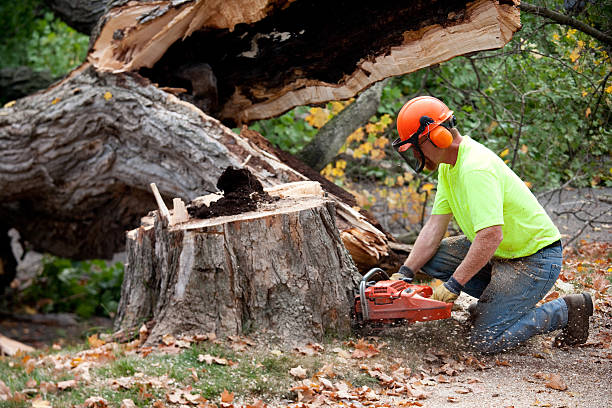 Why Choose Our Tree Removal Services in Aurora, SD?