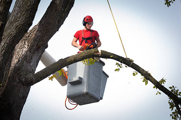 Trusted Aurora, SD  Tree Services Experts